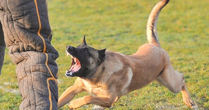 Cachorrada em Juara: quatro ataques de cães contra pessoas foram registrados na cidade