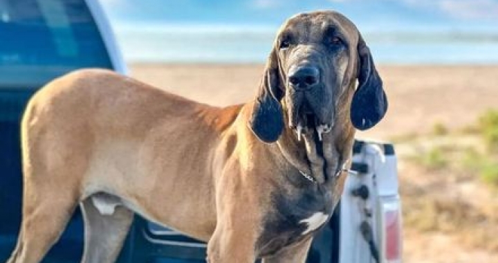 Cachorro de raça brasileira tem a mordida mais forte do mundo, diz especialista